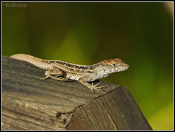 Anole - Florida