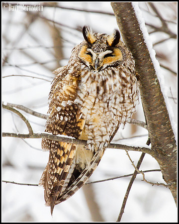 Long-eared Owl