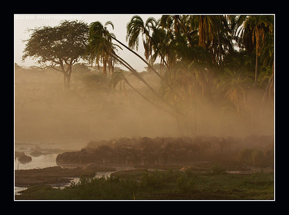 "Sunrise at the Watering Hole" - Serengeti, Tanzania