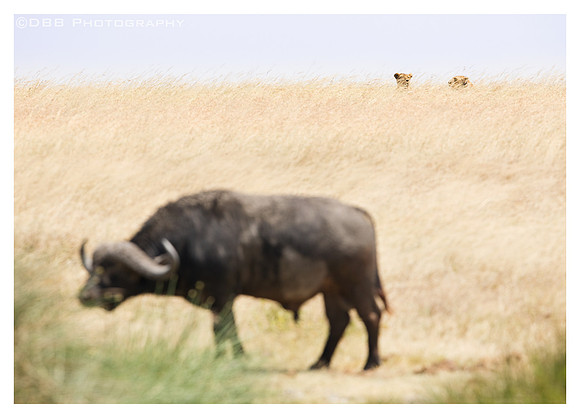 "Stalking" - Serengeti, Tanzania