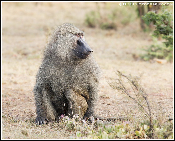 Baboon