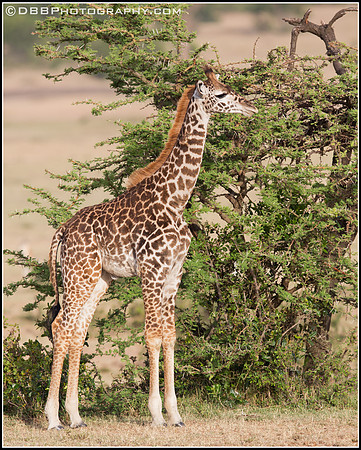 Juvenile Giraffe