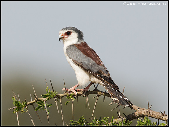 Pygmy Falcon