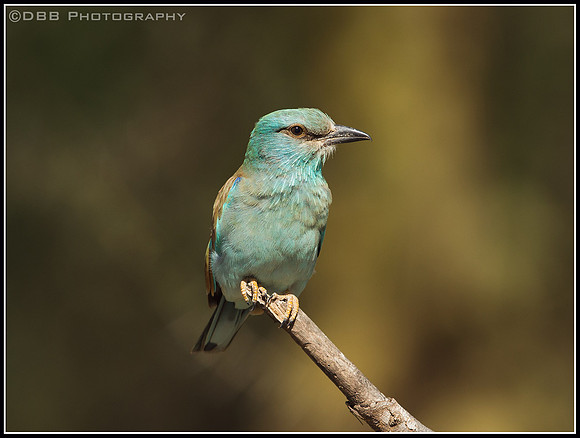 European Roller