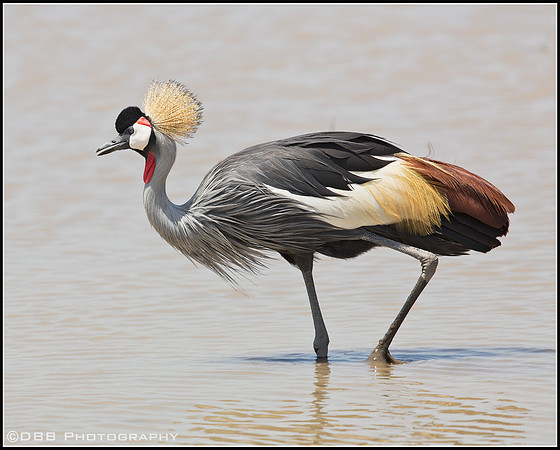 Gray Crowned Crane