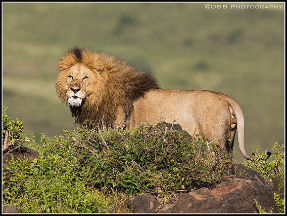 Lion
