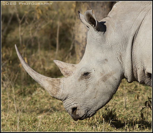 White Rhino