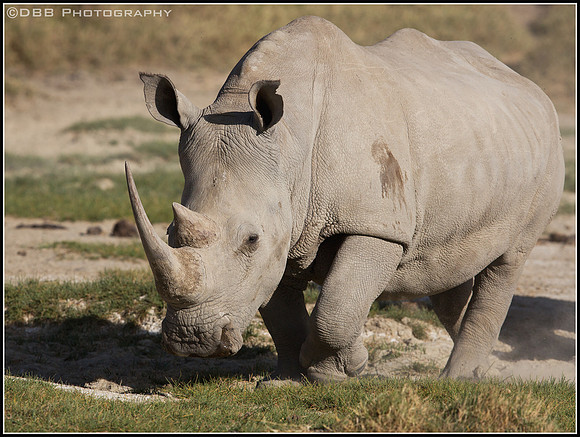 White Rhino