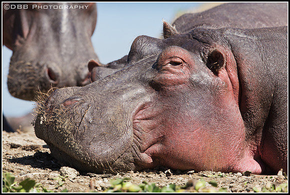 Hippo
