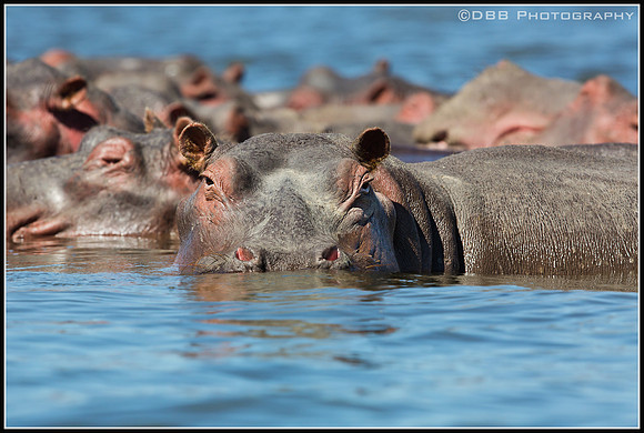Hippo