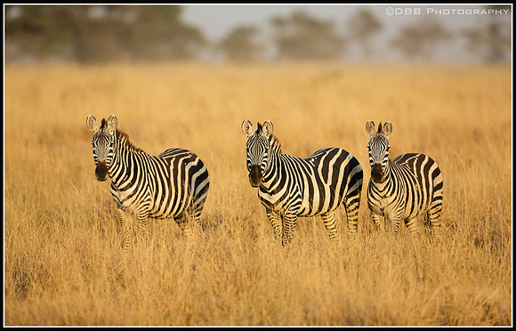 Zebras in gold hour light