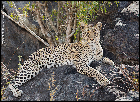 Leopard