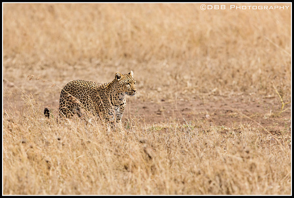 Leopard in grass