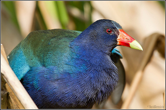 Purple Gallinule