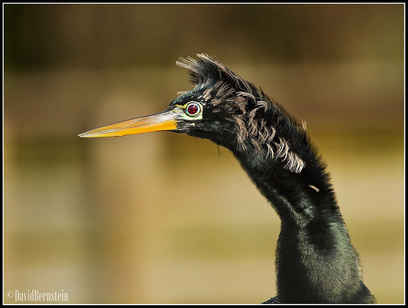 Anhinga