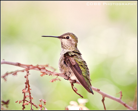 Anna's Hummingbird