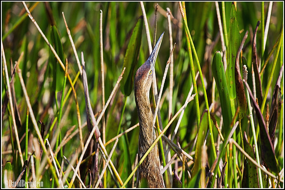 American Bittern