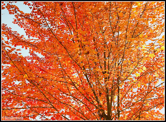 Autumn in Concord