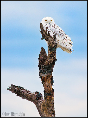 Snowy Owl in Tree