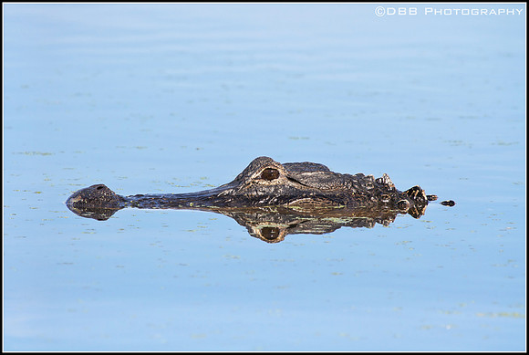 Alligator