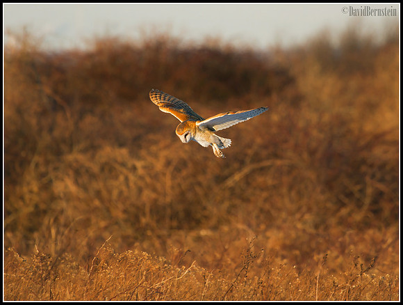 Barn Owl