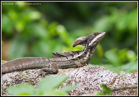 Basilisk (aka Jesus Lizard) -  Osa Peninsula, Costa Rica