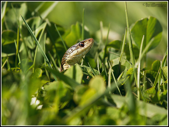 Garter Snake - Bolt Flats, MA