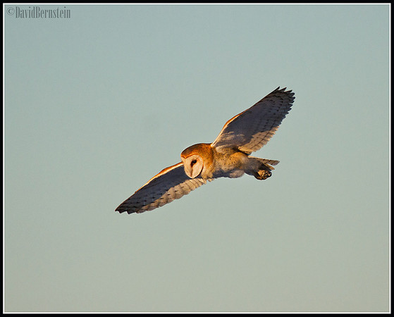 Barn Owl