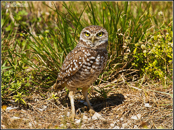 Burrowing Owl