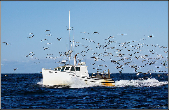 Jack Tar and Birds
