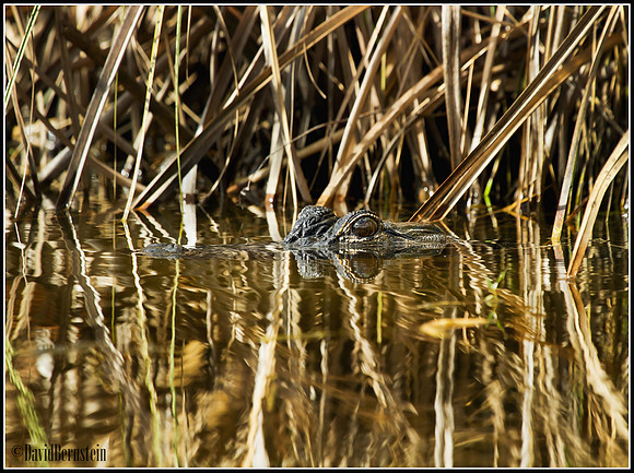 Alligator Eyes -  Jupiter, FL