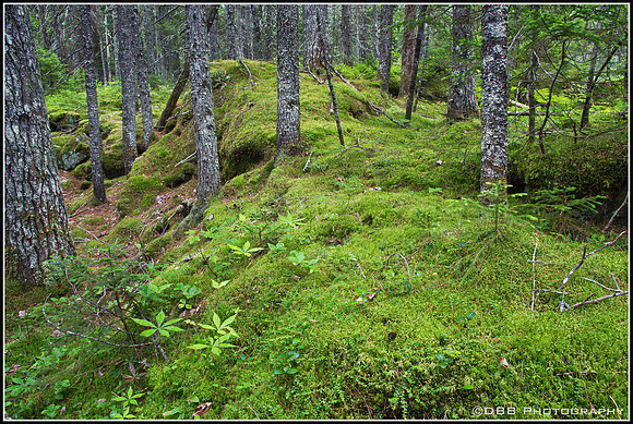 Forest Moss