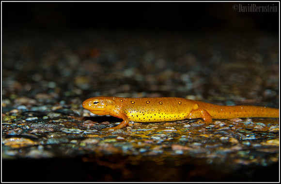 Salamander - Keene, NH