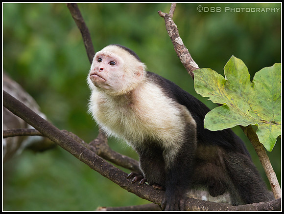 White-faced (Capuchin) Monkey