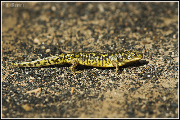 Salamander - Yellowstone National Park